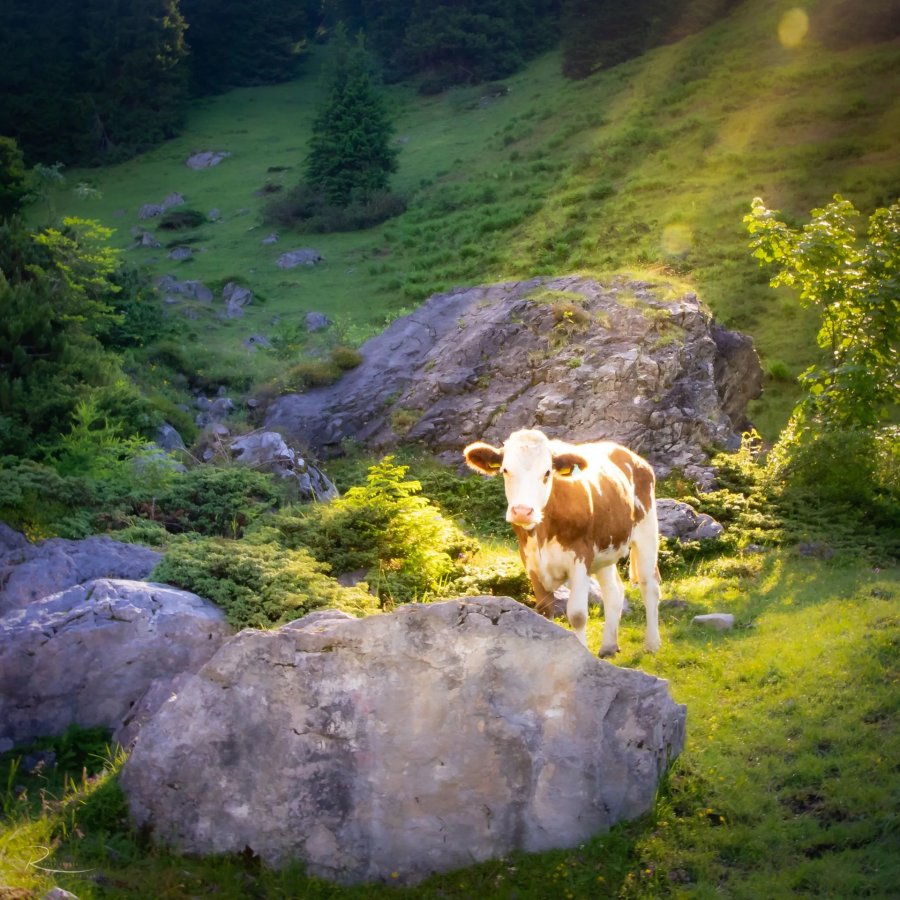 Naturfotografie Oberbayern – Bild 54 von 101
