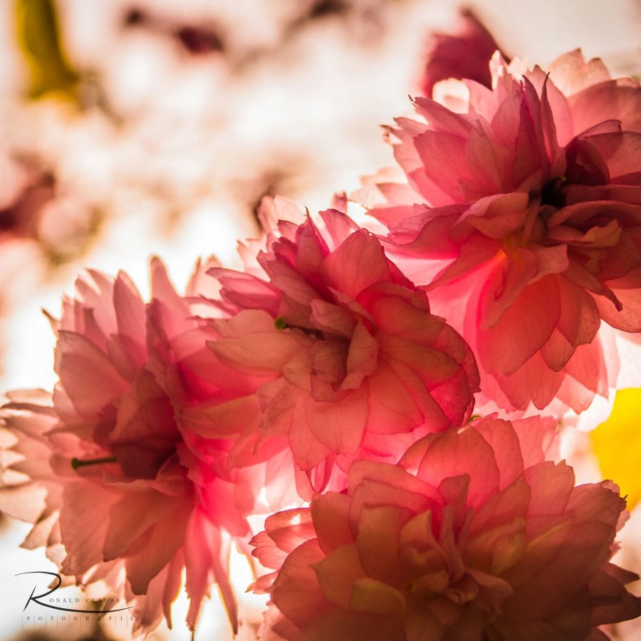 Naturfotografie Oberbayern – Bild 89 von 101