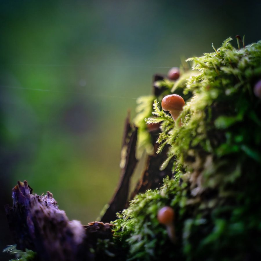 Naturfotografie Oberbayern