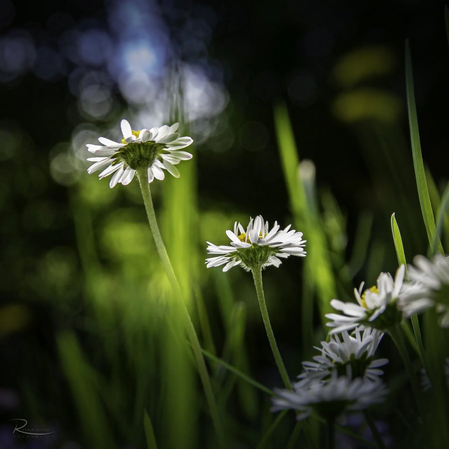 Naturfotografie Oberbayern – Bild 2 von 101