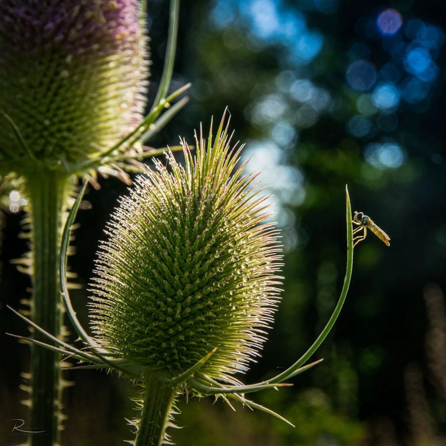 Naturfotografie Oberbayern – Bild 3 von 101