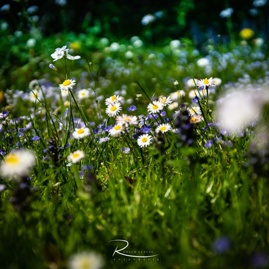 Naturfotografie Oberbayern – Bild 33 von 101