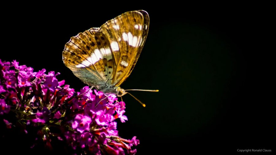 Naturfotografie Oberbayern – Bild 49 von 101