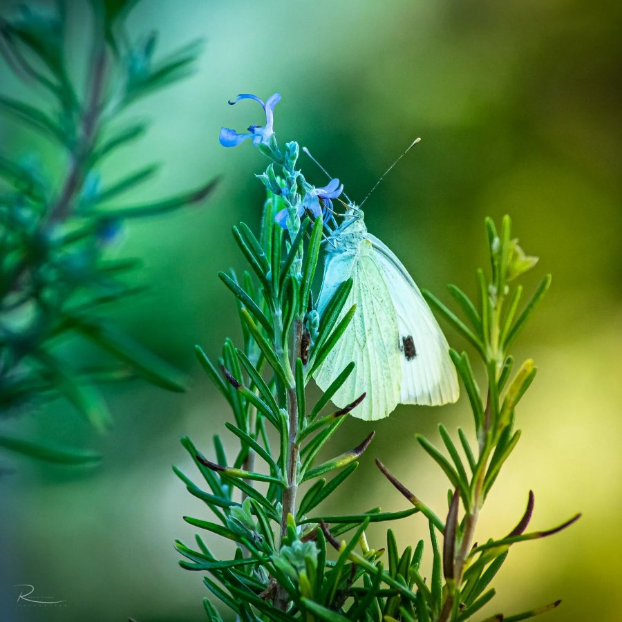 Naturfotografie Oberbayern – Bild 65 von 101