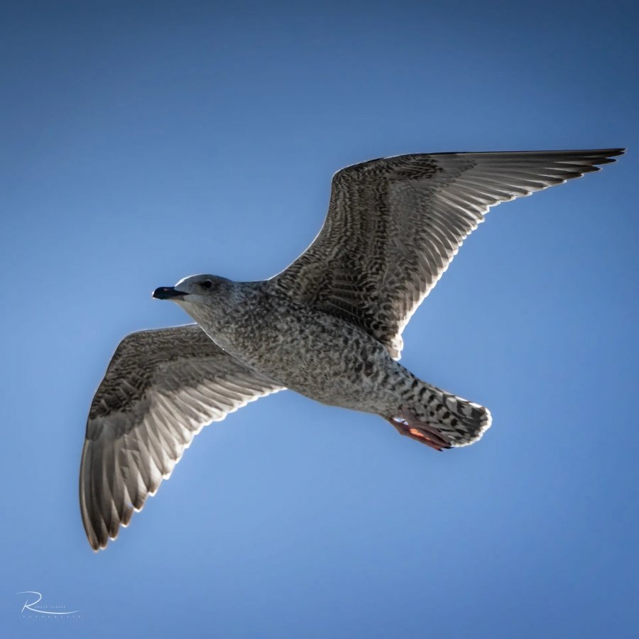 Naturfotografie Oberbayern – Bild 86 von 101