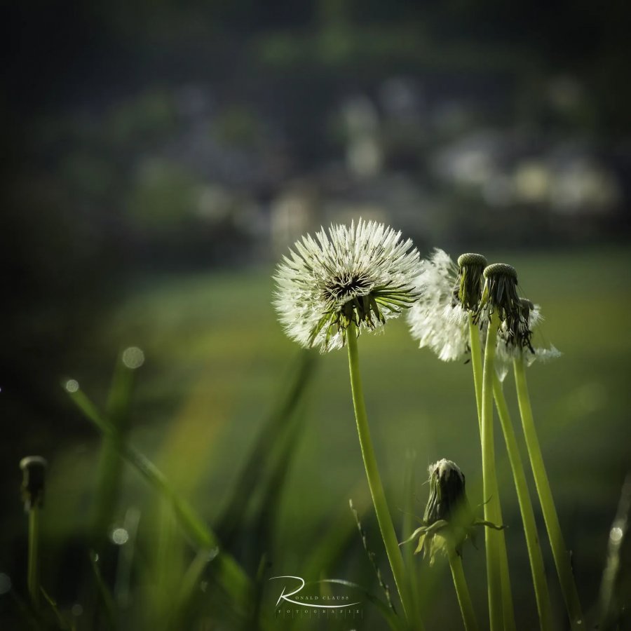 Naturfotografie Oberbayern – Bild 67 von 101
