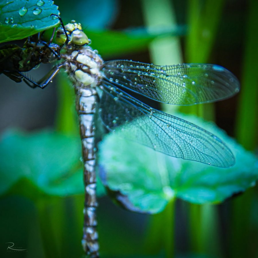 Naturfotografie Oberbayern – Bild 79 von 101