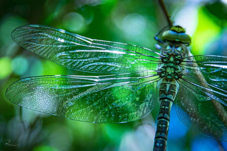 Naturfotografie Oberbayern – Bild 18 von 101