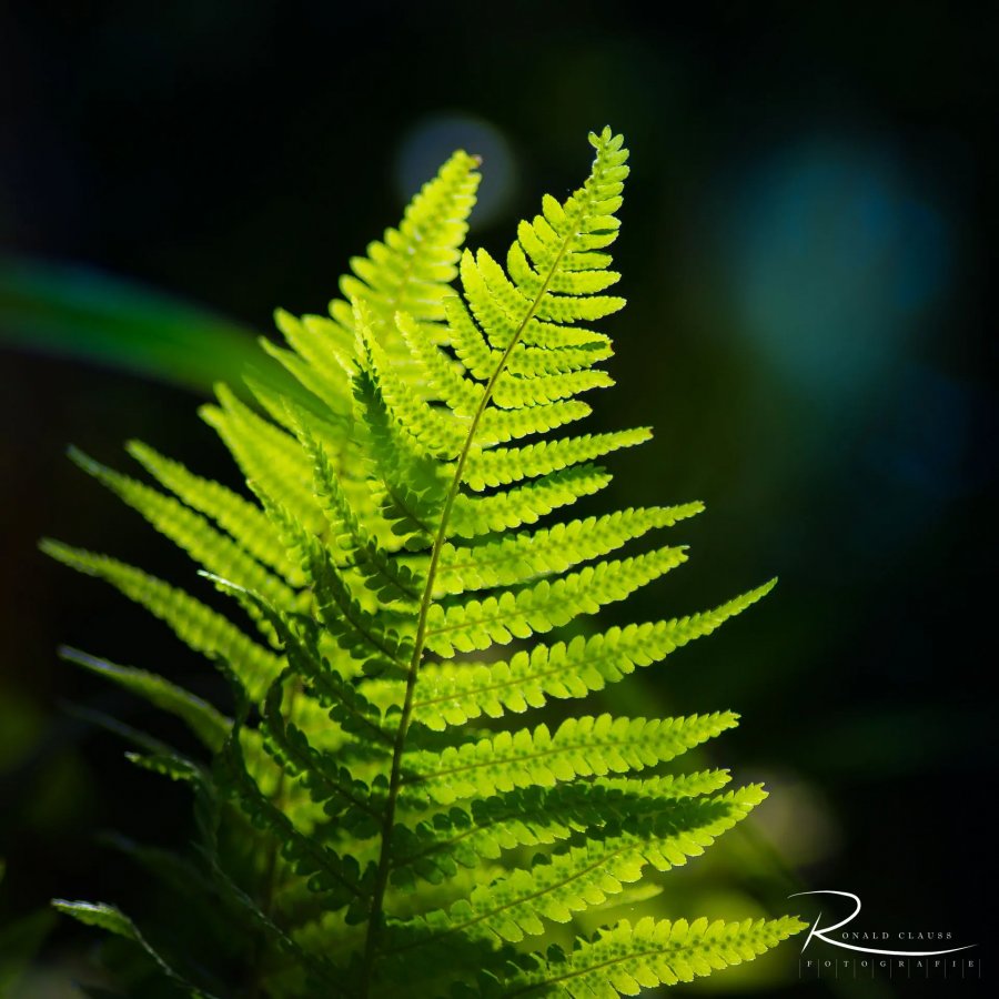 Naturfotografie Oberbayern – Bild 70 von 101