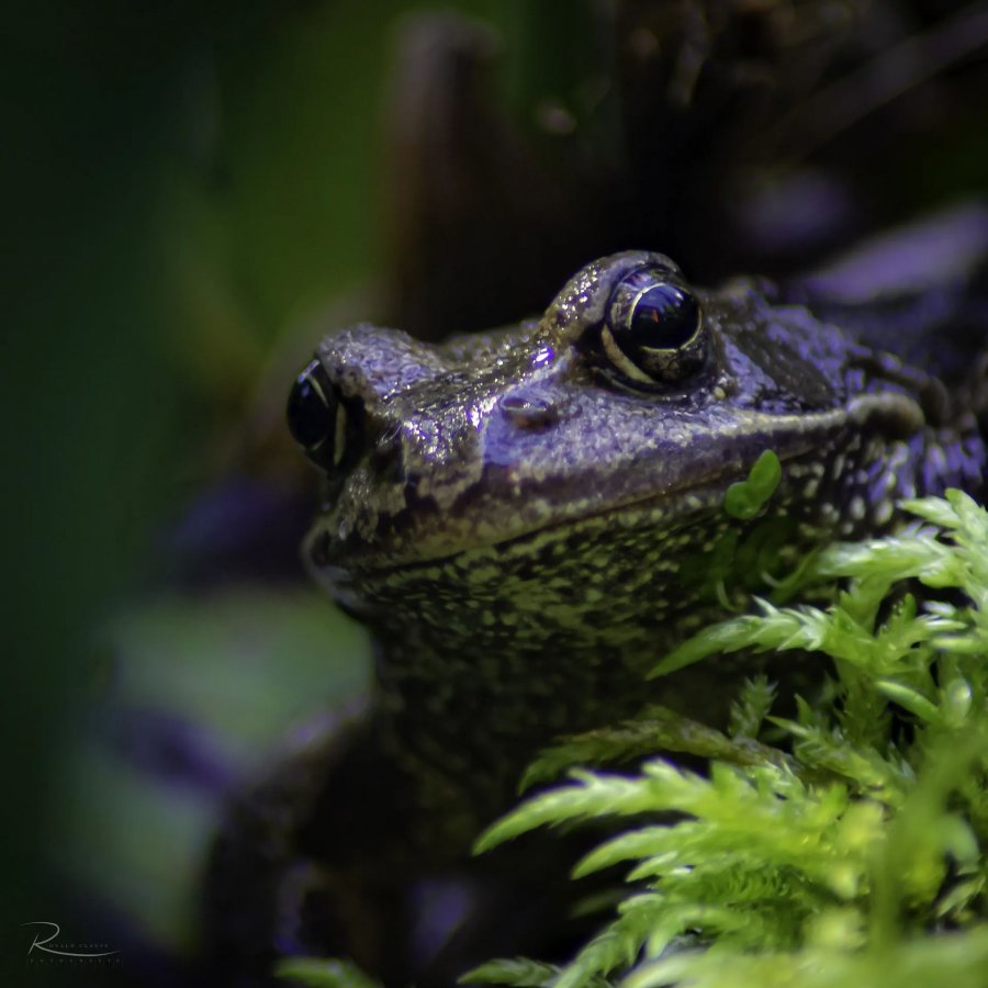 Naturfotografie Oberbayern – Bild 38 von 101