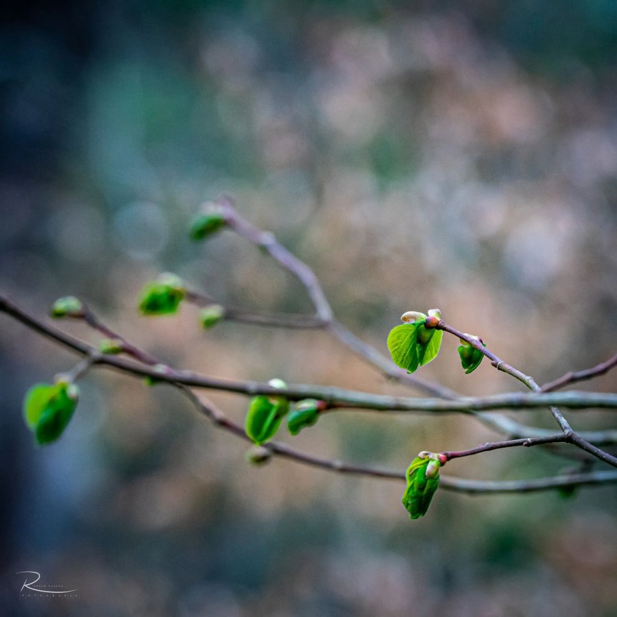 Naturfotografie Oberbayern – Bild 61 von 101